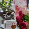 MILT and Jade Plant Terrarium
