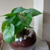 Money Plant Goblet