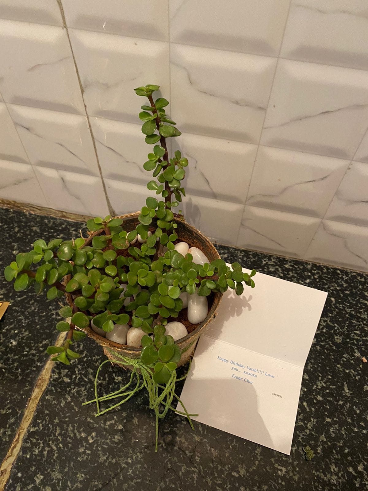 Jade Plant