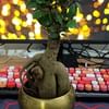 Delightful Bonsai Plant