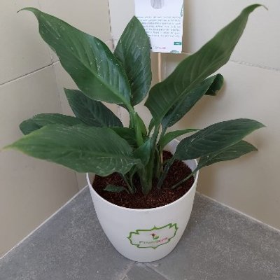 The Hybrid Peace Lilly Plant