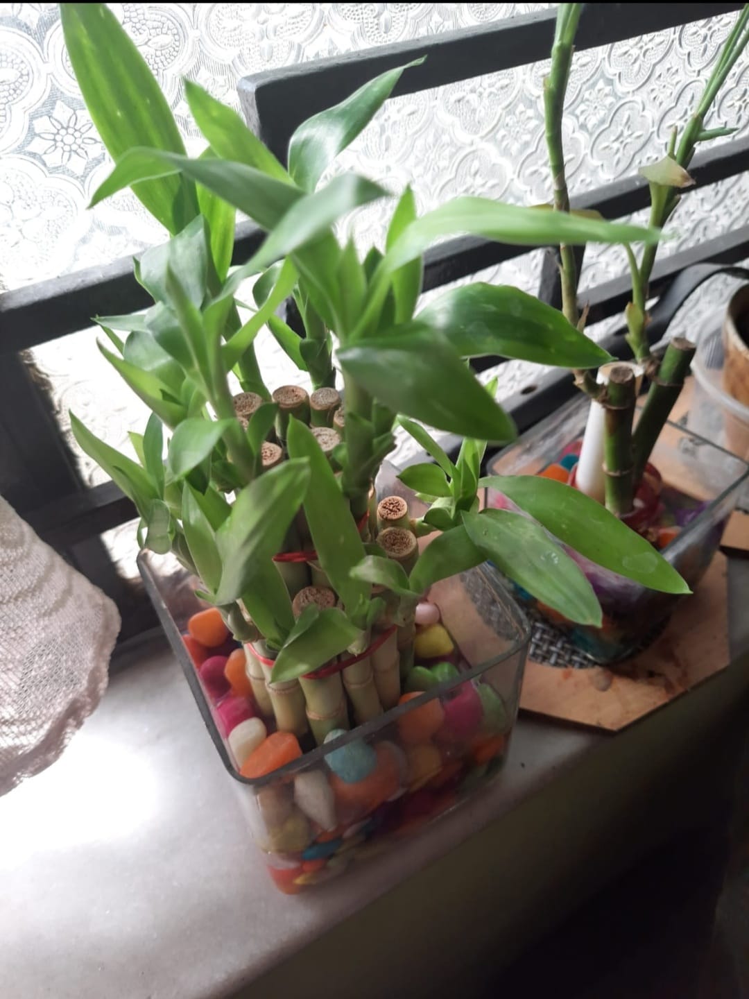 https://imgcdn.floweraura.com/fa/review_image/1643259072.2647.jpeg
