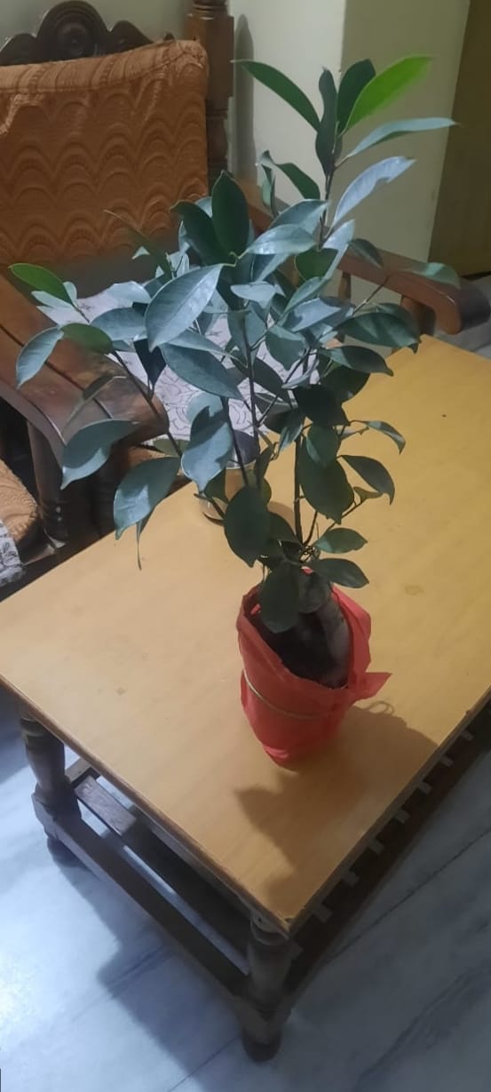 https://imgcdn.floweraura.com/fa/review_image/1644384248.0591.jpeg