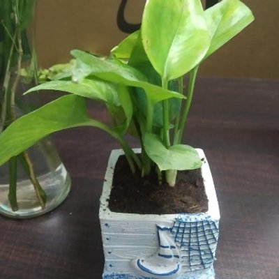Money Plant in Boat Vase