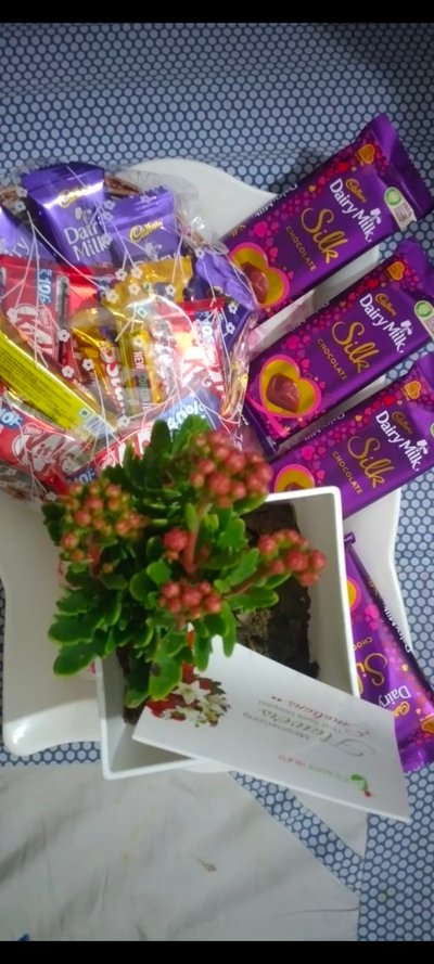 Cadbury Slik With Kalanchoe Plant Combo