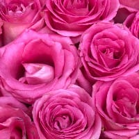 https://imgcdn.floweraura.com/fa/review_image/1644641594.8197.jpeg