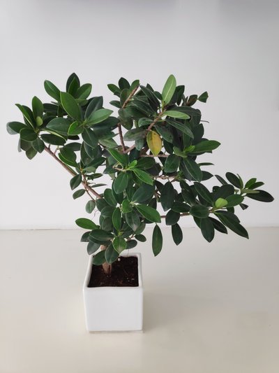 Ficus Longisland Bonsai Plant