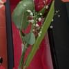 Sensuous Ruby Romance