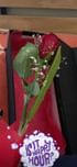 Sensuous Ruby Romance