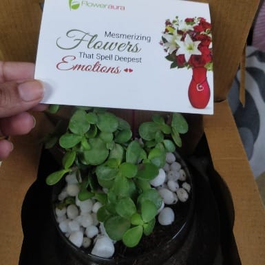 https://imgcdn.floweraura.com/fa/review_image/1645191707.4681.jpeg