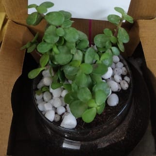 https://imgcdn.floweraura.com/fa/review_image/1645191770.2073.jpeg