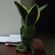 Groot Sansevieria Plant