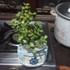 Fortuner Jade Plant