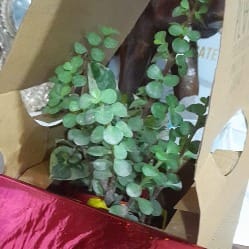 https://imgcdn.floweraura.com/fa/review_image/1653308582.8949.jpeg