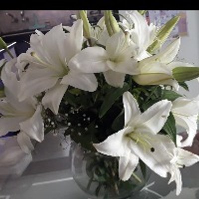 White Lily Magic
