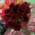 Blaze Red Velvet Roses