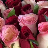 https://imgcdn.floweraura.com/fa/review_image/1659499839.239.jpeg