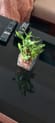 Beautiful 2 Layer Lucky Bamboo Plant