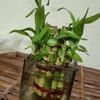 Beautiful 2 Layer Lucky Bamboo Plant