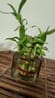 Beautiful 2 Layer Lucky Bamboo Plant