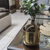 Microcarpa Bonsai Plant