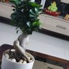 Microcarpa Bonsai Plant