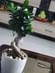 Microcarpa Bonsai Plant