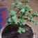 Jade Plant