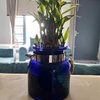 Lucky Jar Bamboo Plant