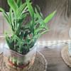 Beautiful 2 Layer Lucky Bamboo Plant