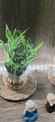 Beautiful 2 Layer Lucky Bamboo Plant