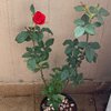 Blooming Rose Plant 