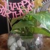 Birthday Golden Money Plant