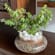 Profuse Jade Terrarium