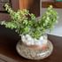 Profuse Jade Terrarium