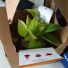 Lucky Money Plant Terrarium