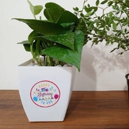 Lucky Birthday Plant