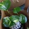 Lucky Money Plant Terrarium