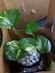 Lucky Money Plant Terrarium