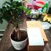 Microcarpa Bonsai Plant