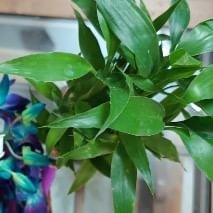 2 Layer Lucky Bamboo