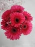 Timeless Pink Carnations