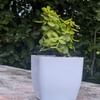 Live Jade Plant In Blossom White Pot