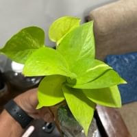 https://imgcdn.floweraura.com/fa/review_image/1702125560_540172.jpeg