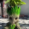 Groot Syngonium Plant