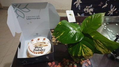 Money Plant With Butterscotch Cake