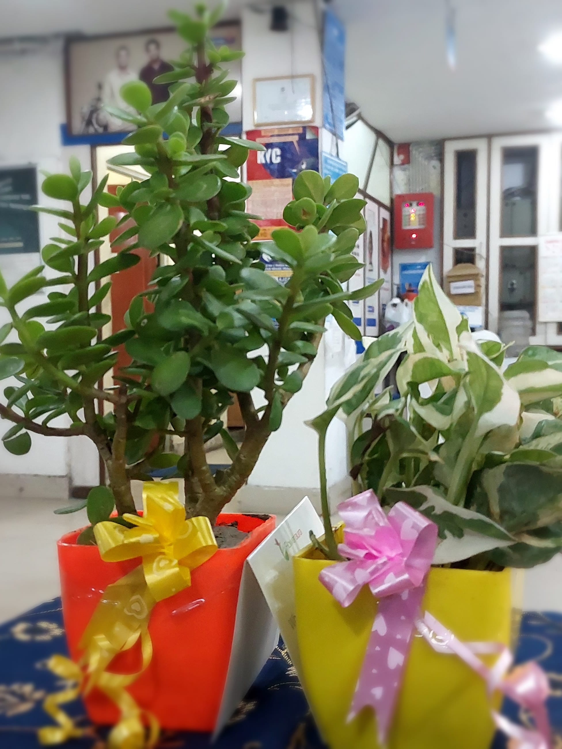 https://imgcdn.floweraura.com/fa/review_image/1703324290_350070.jpeg