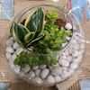 MILT and Jade Plant Terrarium