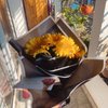 Golden Glow Yellow Gerberas Bouquet