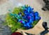 Blue 6 Orchid Jute Bouquet